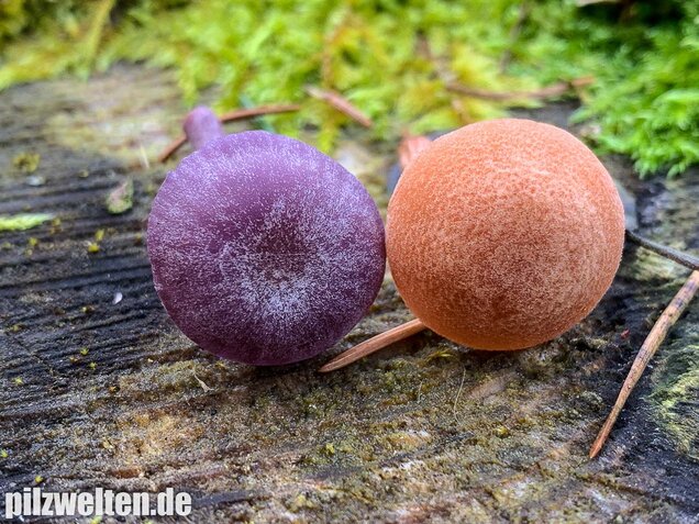 Rötlicher Lacktrichterling, Laccaria laccata
