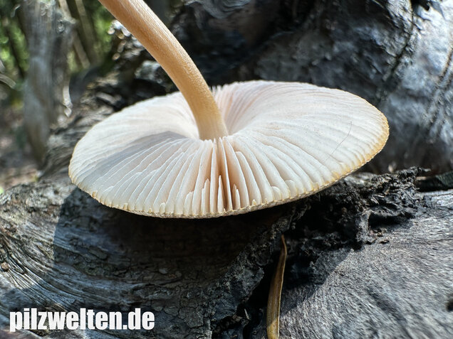 Verschiedenfarbiger Dachpilz, Pluteus plautus