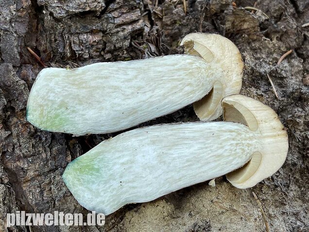 Vielverfärbender Birkenpilz, Leccinum variicolor