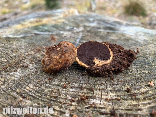 Warzige Hirschtrüffel, Elaphomyces granulatus