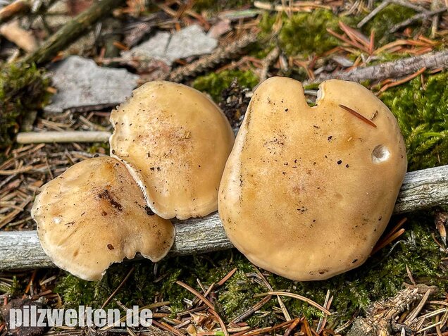 Würziger Tellerling, Clitopilus geminus