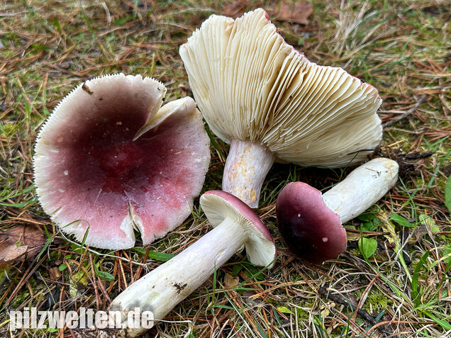 Zedernholz-Täubling, Heimtückischer Täubling, Russula badia