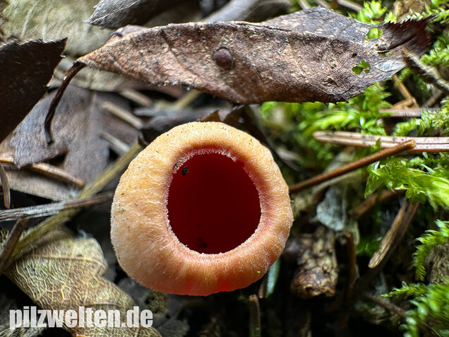 Scharlachroter Kelchbecherling, Österreichischer Prachtbecherling, Sarcoscypha austriaca & coccinea
