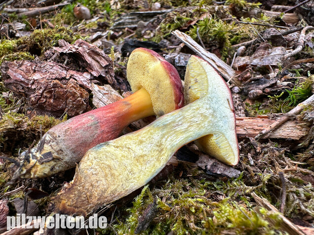 Blutroter Filzröhrling, Blutroter Gartenfilzröhrling, Hortiboletus rubellus