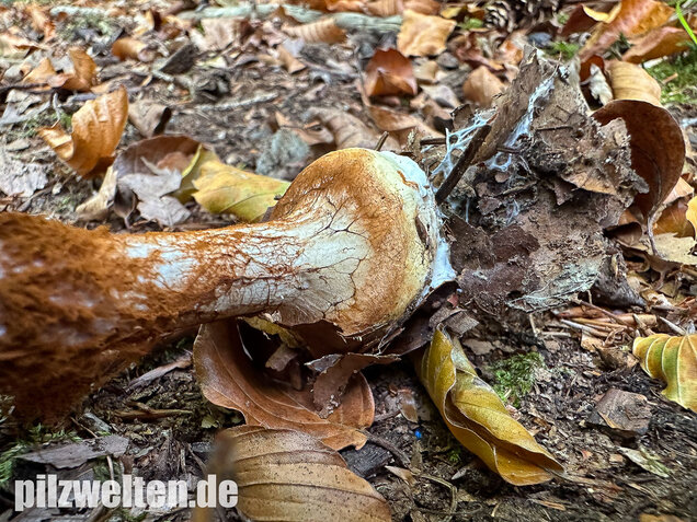 Buchenklumpfuß, Cortinarius anserinus