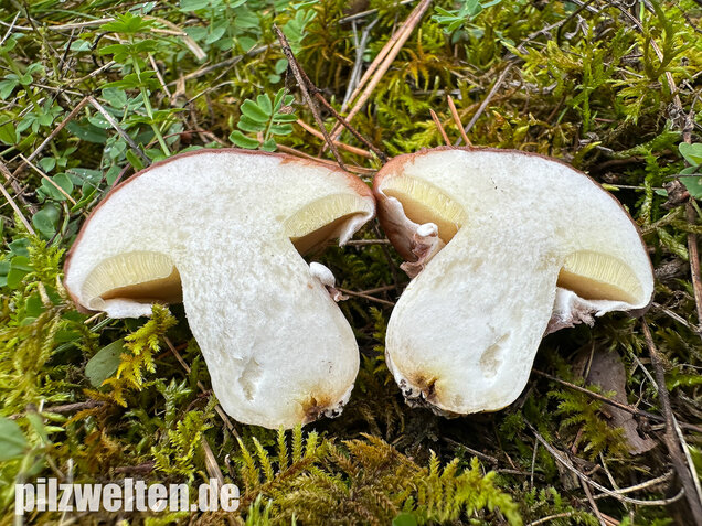 Butterpilz, Butterröhrling, Suillus luteus