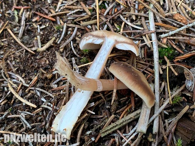 Butterrübling, Rhodocollybia butyracea