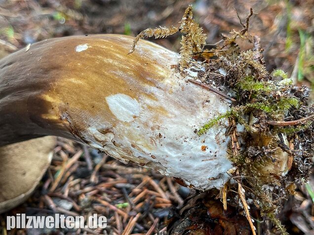 Düsterer Röhrling, Porphyrröhrling, Porphyrellus porphyrosporus