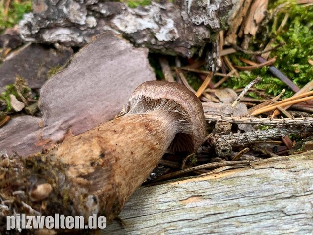 Dunkelbrauner Gürtelfuß, Cortinarius brunneus