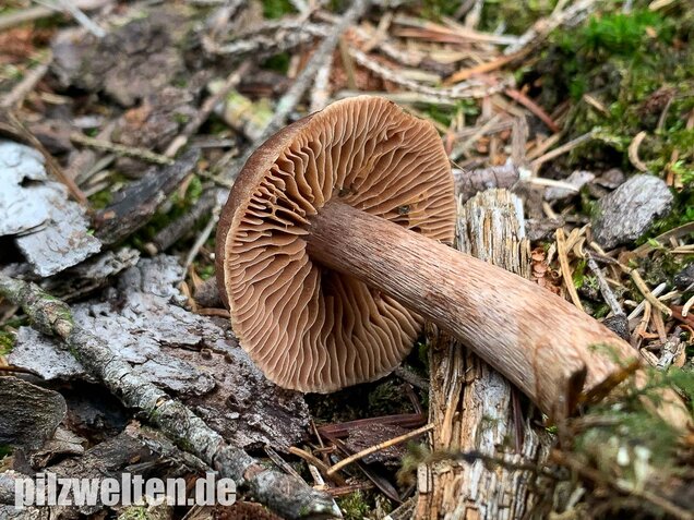 Dunkelbrauner Gürtelfuß, Cortinarius brunneus