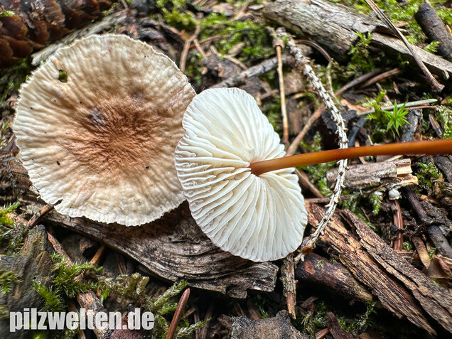 Knoblauchschwindling, Mycetinis scorodonius