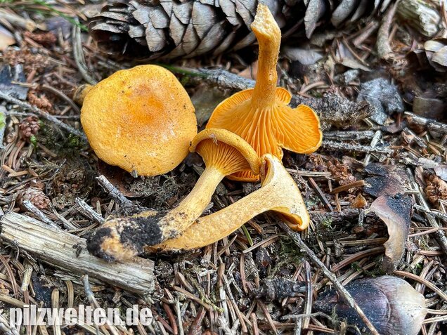 Falscher Pfifferling, Afterleistling, Hygrophoropsis aurantiaca