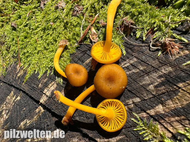 Gelbblättriger Holznabeling, Chrysomphalina chrysophylla