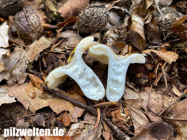Glänzendgelber Dottertäubling, Russula acetolens