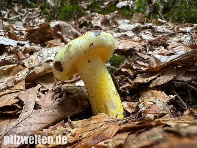 Goldzahn-Schneckling, Hygrophorus chrysodon