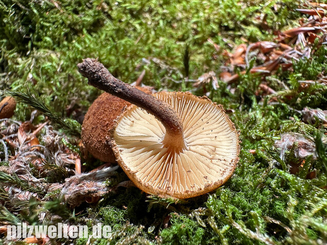 Igelschüppchenschnitzling, Phaeomarasmius erinaceus
