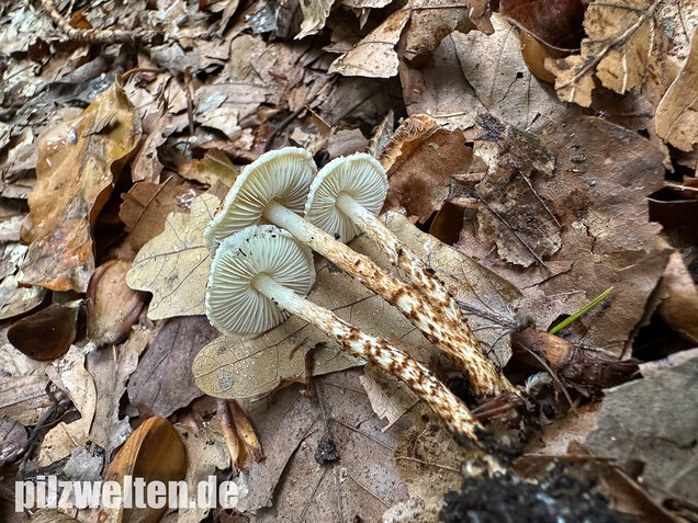 Kastanienbrauner Schirmling, Lepiota castanea