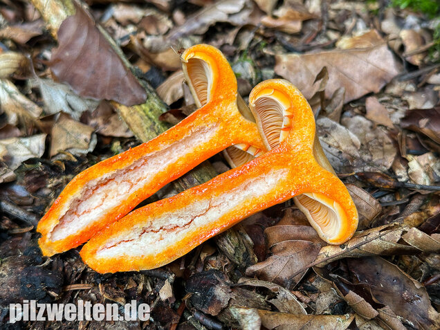 Lachsreizker, Lactarius salmonicolor