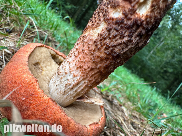 Laubwald-Rotkappe, Eichenrotkappe, Leccinum aurantiacum