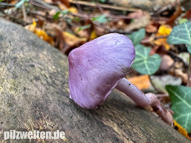Violetter Risspilz, Lilaseidiger Risspilz, Inocybe violacea