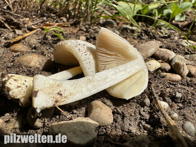 Mausgrauer Scheidling, Volvariella murinella