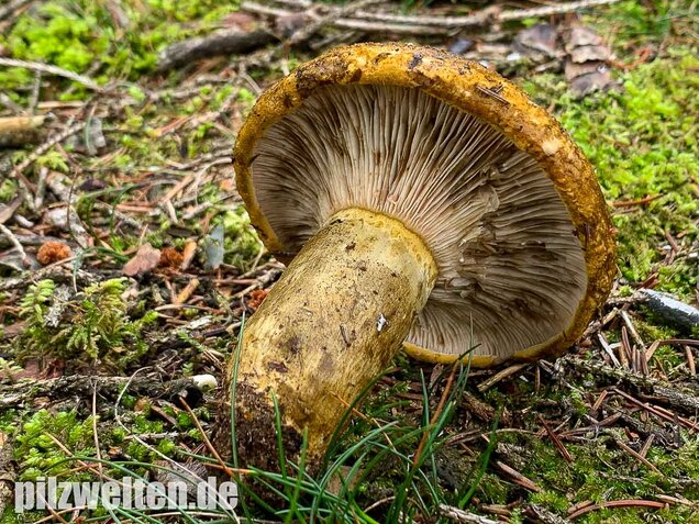 Olivbrauner Milchling, Lactarius turpis