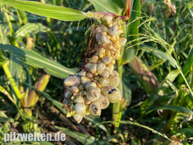 Maisbeulenbrand, Ustilago maydis