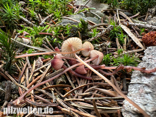 Purpurschneidiger Bluthelmling, Kleiner Bluthelmling, Mycena sanguinolenta