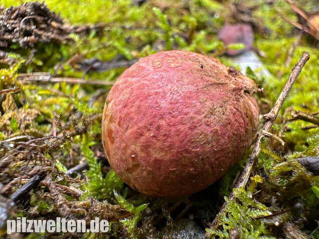 Rötlicher Wurzeltrüffel, Rhizopogon roseolus