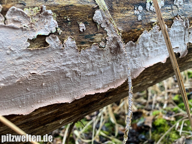 Rosafarbener Rindenpilz, Laeticorticium roseum