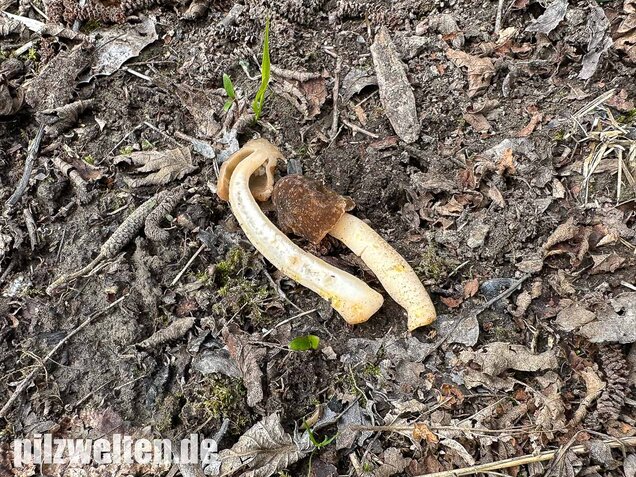 Runzelige Fingerhutverpel, Verpa digitaliformis