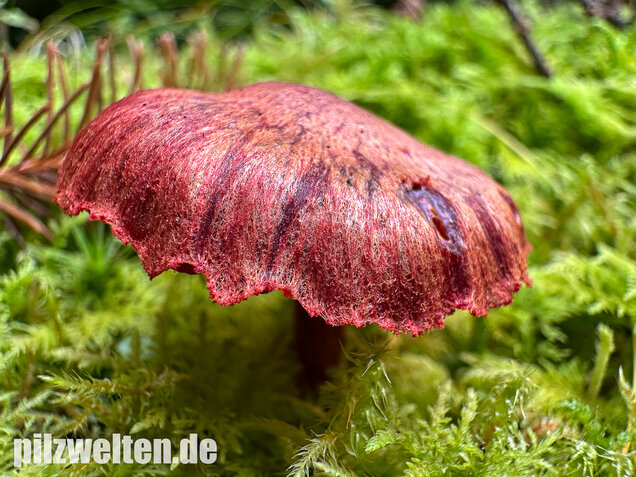 Blutroter Hautkopf, Bluthautkopf, Cortinarius sanguineus