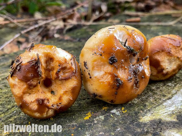 Stinktäubling, Russula foetens