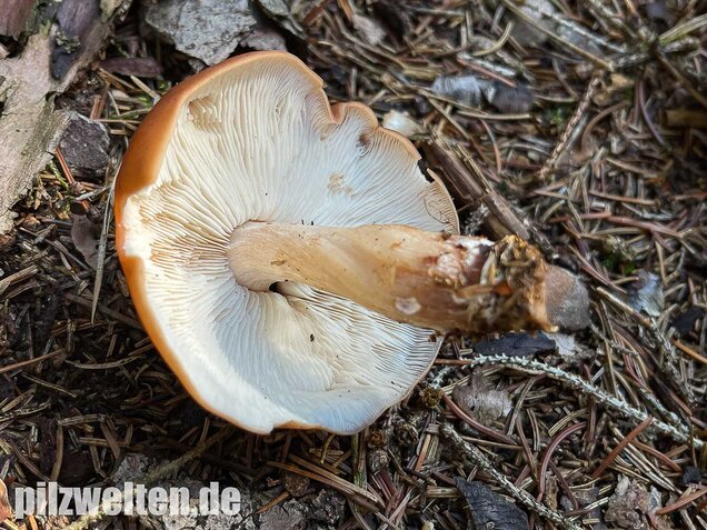 Verdrehter Rübling, Rhodocollybia prolixa