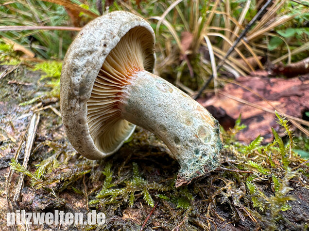 Wechselblauer Edelreizker, Lactarius quieticolor