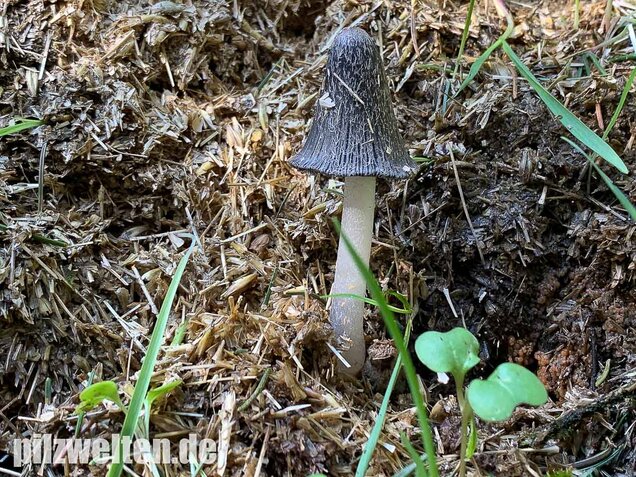 Wollstieliger Dungtintling, Coprinopsis cinerea
