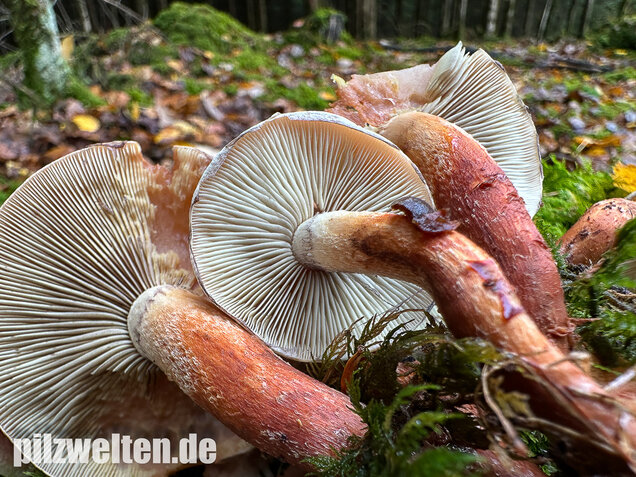 Ziegelroter Schwefelkopf, Hypholoma lateritium