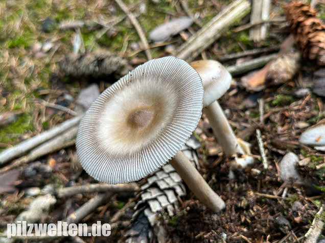 Zweifarbiger Scheidenstreifling, Unterteilter Streifling, Amanita battarrae