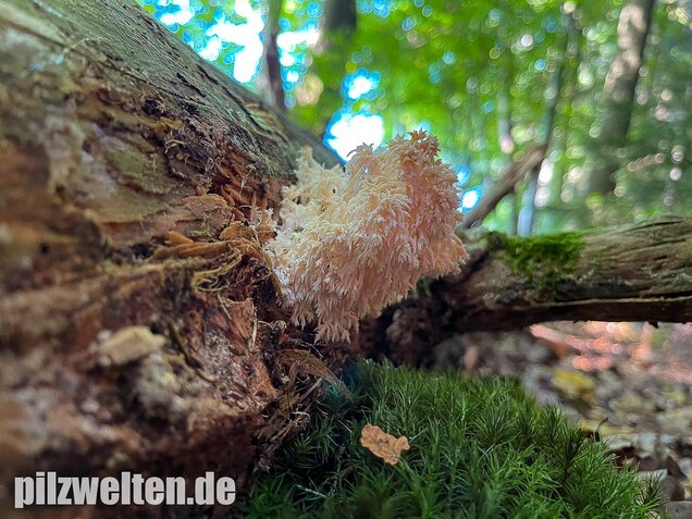 Ästiger Stachelbart, Hericium coralloides