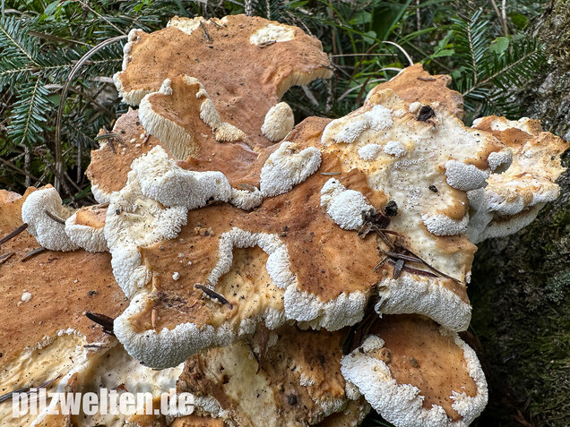 Bergporling, Bondarzewia mesenterica
