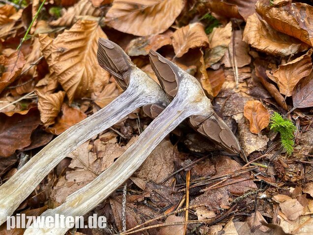 Bitterer Schleimkopf, Cortinarius infractus
