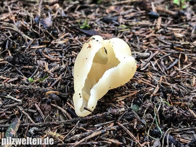 Blasiger Becherling, Peziza vesiculosa