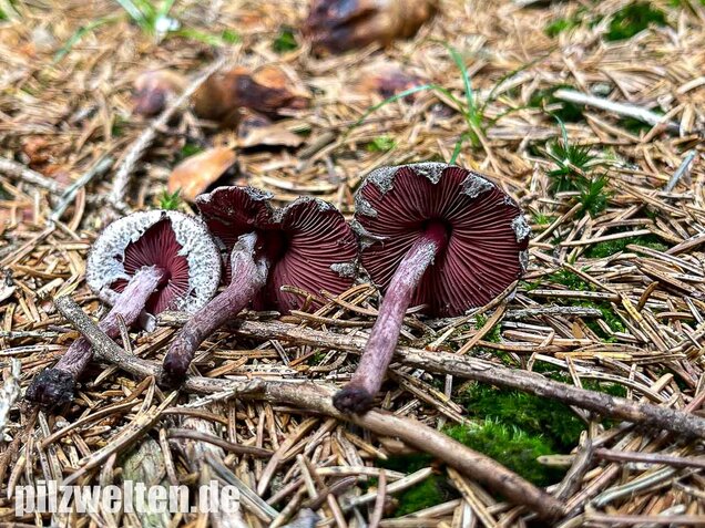 Blutblättriger Zwergschirmling, Melanophyllum haematospermum