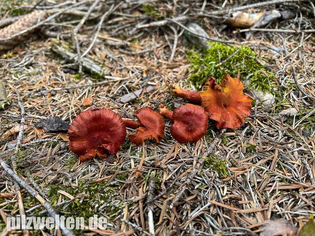 Blutroter Hautkopf, Cortinarius sanguineus