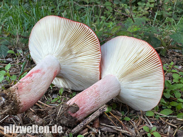 Blutroter Täubling, Bluttäubling, Russula sanguinaria