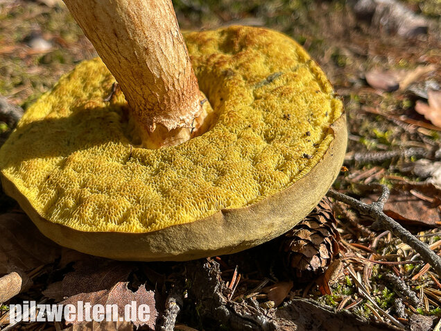 Brauner Filzröhrling, Braune Ziegenlippe, Xerocomus ferrugineus