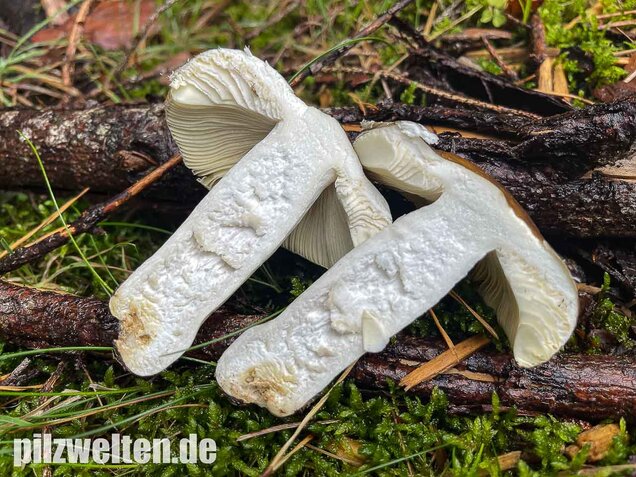 Brauner Ledertäubling, Elefantentäubling, Russula integra