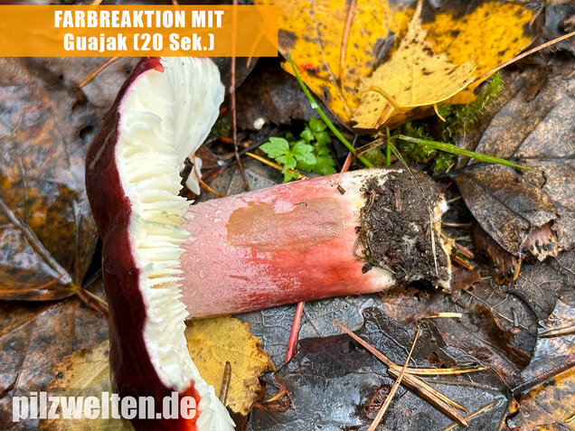 Dunkelroter Stachelbeertäubling, Russula fuscorubroides