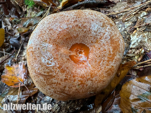 Edelreizker, Kiefernreizker, Blutreizker, Lactarius deliciosus