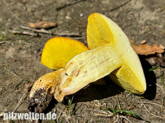 Gehämmerter Röhrling, Hemileccinum depilatum